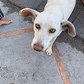 Positano: cucciola abbandonata cerca casa, Zoe rischia di finire per strada