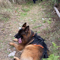 Positano. Dog Trekking a Santa Maria del Castello organizzato da AniaLife /foto /video