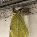 Positano, la nascita di una farfalla Gonepteryx negli scatti di Fabio Fusco [FOTO]