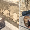 Rapace in difficoltà sulla SS163, recuperato da due positanesi e messo in salvo