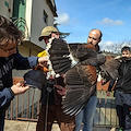 Rapace originario del Nord America aggredisce passanti a Bagno a Ripoli: intervengono i Carabinieri Forestali 