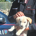 Rinchiusi in una gabbia angusta all'interno di un negozio: salvati cuccioli a Montella 