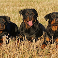 Roma, muore sbranato da alcuni rottweiler mentre fa jogging