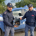 Romania, poliziotto di Sorrento mette in salvo cagnolina investita e i suoi quattro cuccioli di pochi giorni