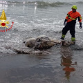 Salerno, carcassa di bovino sulla spiaggia di Santa Teresa