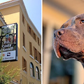 Scala, azzannato da un pitbull in un parcheggio: uomo in ospedale 