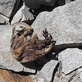 Scioglimento ghiacciai, marmotta mummificata trovata sul Monte Rosa a 4200 metri di quota 