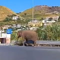 Singolare avvistamento nel Cosentino, elefante a spasso sulla SS 18 