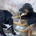 Solopaca piange Miguel e Sofia, i due "cani di quartiere" uccisi a fucilate 