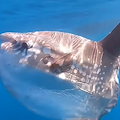 Sorpresa nelle acque della Baia di Ieranto: avvistato grosso esemplare di pesce luna (Mola mola) / VIDEO