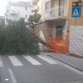 Sorrento, albero crolla lungo corso Italia 