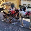 Sorrento: nelle ore più calde stop alle carrozzelle trainate da cavalli 