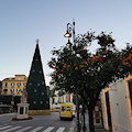 SorrentoOrangeWeek. Sorrento come Montecarlo: al via la raccolta delle arance amare