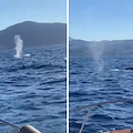 Spettacolare avvistamento di Balenottere tra Punta Campanella e Capri