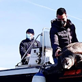 Svolta per le Caretta Caretta, in Campania una legge per la tutela delle tartarughe marine