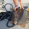 Tartaruga "caretta caretta" di 30 chili impigliata in una rete, salvata dai carabinieri di Milazzo 