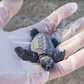 Tartarughe marine: Calabria, Sicilia e Campania le mete più ambite dalle Caretta caretta