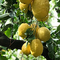 Terra di Limoni S.a.s. di De Riso E. & C., azienda certificata per il limoncello Costa d’Amalfi I.G.P., premiata in Inghilterra