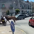 Torre Annunziata, cavallo trainato con lo scooter in mezzo alle auto e sotto 40 gradi