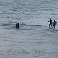 Torre del Greco, si tuffa in mare per evitare la cattura: carabinieri lo inseguono e lo arrestano 