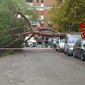 Tragedia a Roma, albero crolla nel quartiere Colli Aniene: morta una donna 