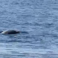 Una foca monaca al largo di Capri, AMP Punta Campanella: «Avvistamento eccezionale, restate a grande distanza» 