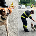 Va in pensione Foglia, il cane Vigile del fuoco di Prato