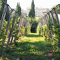 "Vigna Resilience": a Napoli la prima vigna didattica gestita da studenti