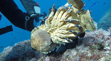 A giugno torna il Corso di Biologia Marina a Punta Campanella: come iscriversi 