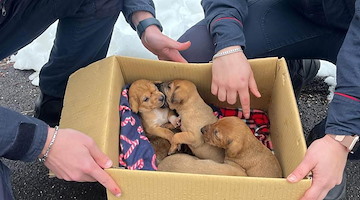 Abbandonati al freddo in una scatola di cartone: salvati 5 cuccioli di cane nell'Avellinese 