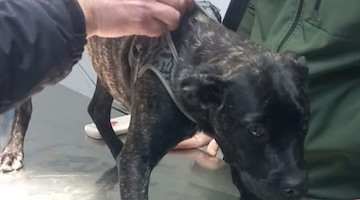 Battipaglia, sottratti a senzatetto due cani vittime di maltrattamenti