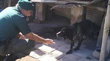 Cani legati con la catena in ambienti fatiscenti e in condizioni precarie: la scoperta a Cava de' Tirreni 