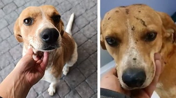 Choc a Sala Consilina: olio bollente su un cane che resta ustionato 