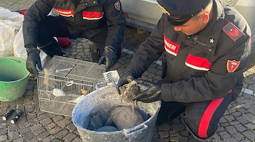 In fuga dai carabinieri lanciano dall'auto una gabbia con dei canarini: due arresti nel napoletano 