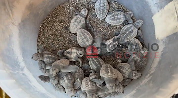 In Italia anno record per le nidificazioni di tartarughe Caretta caretta: la Campania è la terza regione più gettonata