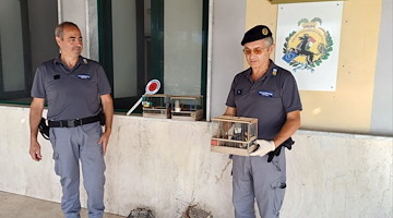 Liberati cardellini detenuti illegalmente a Castellammare: denunciato bracconiere 