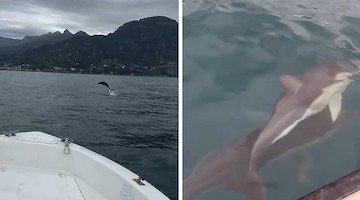 Lo spettacolo dei delfini nelle acque della Costiera Amalfitana / FOTO-VIDEO