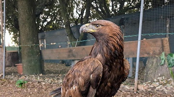 Napoli, splendida aquila reale salvata da morte certa e restituita al suo proprietario 