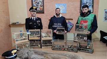 Operazione antibracconaggio nel Napoletano: tre denunce per detenzione illegale di specie protetta (cardellini)