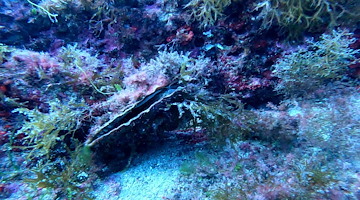 Penisola Sorrentina: avvistata una Pinna nobilis viva nei fondali dell'Amp Punta Campanella 