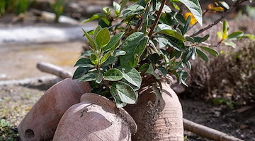 Pompei: 14 marzo l'inaugurazione della Casa dell'Orto Bianco in occasione della Giornata Nazionale del Paesaggio