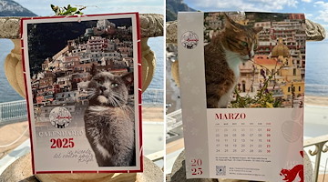 Positano Animali lancia il suo calendario 2025: ricavato sarà destinato alla cura dei gatti di strada 