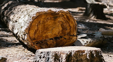 Positano: cittadini preoccupati per il taglio indiscriminato degli alberi a Laurito