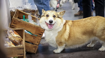 Quattrozampeinfiera Napoli 2025: un weekend indimenticabile per tutti gli amanti degli animali