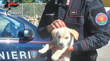 Rinchiusi in una gabbia angusta all'interno di un negozio: salvati cuccioli a Montella 