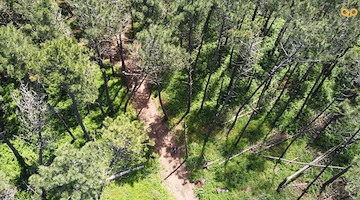 Sorrento: come fare richiesta di assegnazione della legna proveniente dalla pineta Le Tore