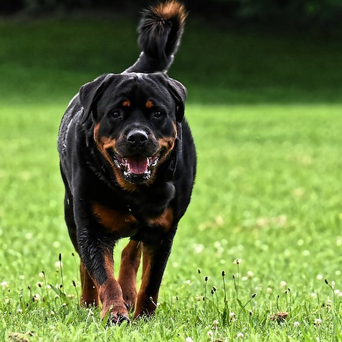 rottweiler<br />&copy; Alexas_Fotos