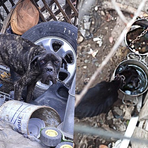 Cani incatenati e ridotti a uno scheletro, uno è morto di stenti: orrore nel Cagliaritano<br />&copy; Organizzazione internazionale protezione animali (Oipa)