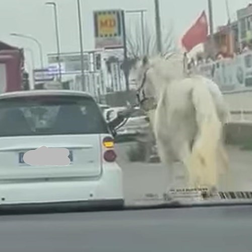 Cavallo trascinato da un’auto nel traffico a Varcaturo: sporta denuncia<br />&copy; Francesco Emilio Borrelli