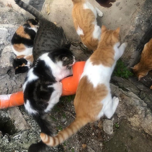 Gatti a Positano<br />&copy; Positano Animali